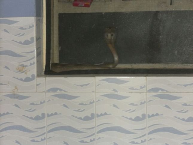 Mosquito screen Protects from Snakes